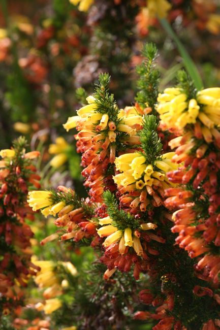 Close-up of vibrant yellow and orange floral spikes with small tubular flowers arranged along green, needle-like foliage, showcasing fresh, textured petals with a soft sheen. The flowers are densely c