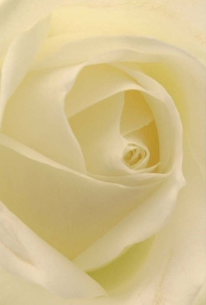 Encountering this white rose up close in Chadwell Heath is like stepping into a world where elegance and tranquility intertwine. Each petal unfolds in sophisticated layers, blending shades of ivory and cream with an almost ethereal translucence, as if illuminated softly from within. Subtle light lingers along the ruffled edges, creating gentle gradations between the core's spiral perfection and the outer petals, which nearly glow against their serene backdrop. Arranged with expert care, this rose is ideal for any of life's meaningful moments-a pure centrepiece at a local wedding, a sincere apology left on a neighbour's doorstep, or a heartfelt tribute delivered to Chadwell Heath Hospital. The composition radiates quiet resilience, while its delicate nuances in colour and shadow elevate the bloom's natural allure. Inhaling, there's a sense of clean, calming fragrance-subtle yet unmistakable, filling the air with a sense of occasion. Every detail is attended to with signature local florist finesse, offering a timeless expression of Chadwell Heath's enduring warmth and hospitality, whatever emotion you wish to convey through flowers.